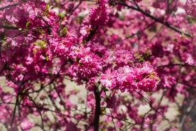 Pink Flowers of Almond tree