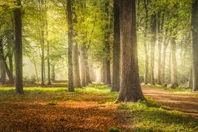 Lane Trees
