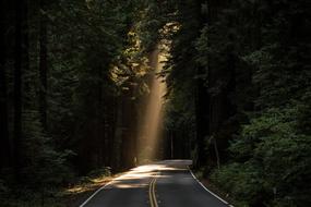 Beautiful road in light, among the evergreen conifer trees