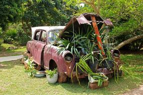 Vintage Car with Plants Under Bonnet