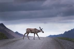 Caribou Wildlife