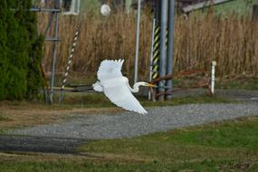 photo of wild heron bird in flight