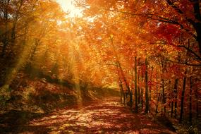 the sun illuminates the path in the autumn forest