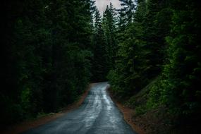 landscape of Conifer Evergreen Forest