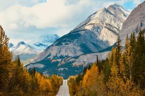 road with trees on the background of mountains