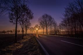 trees along the road against a blue sky and yellow sunset