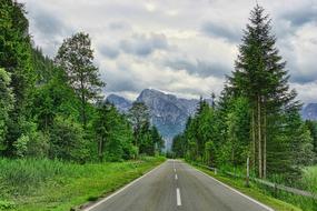 road along the green trees in the mountains