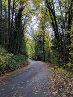 road in the Northwest Coastal area, usa, oregon
