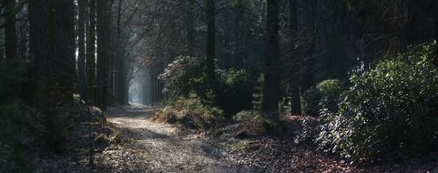 Panoramic Wood