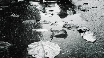 Autumn, fallen leaves in Puddle