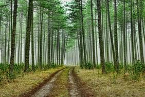 empty soil road through coniferous forest