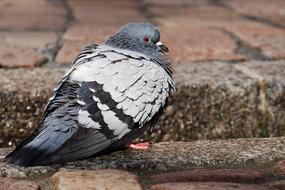gray dove on the city pavement