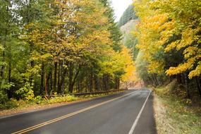 Beautiful landscape of the wet road, among the colorful plants, in autumn