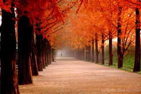 orange alley in a park in Republic of Korea