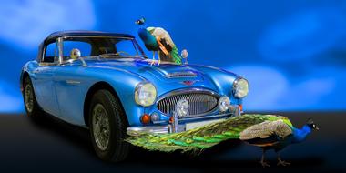 beautiful peacocks and blue retro car