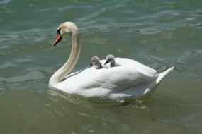 transport Swan Lake Water