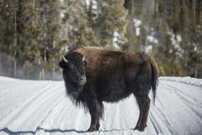 buffalo stands on a snowy road in Yellowstone National Park, USA