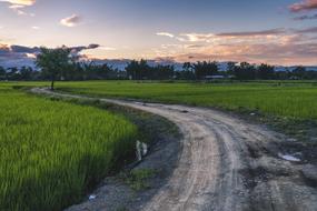 dirt road through green fields