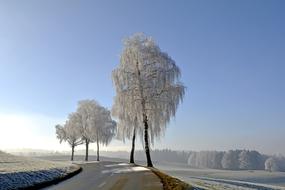 wonderful Wintry Trees