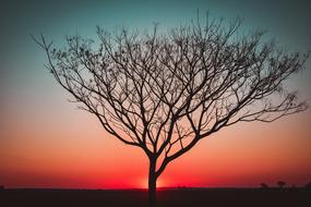 lonely tree on a background of pink sunset