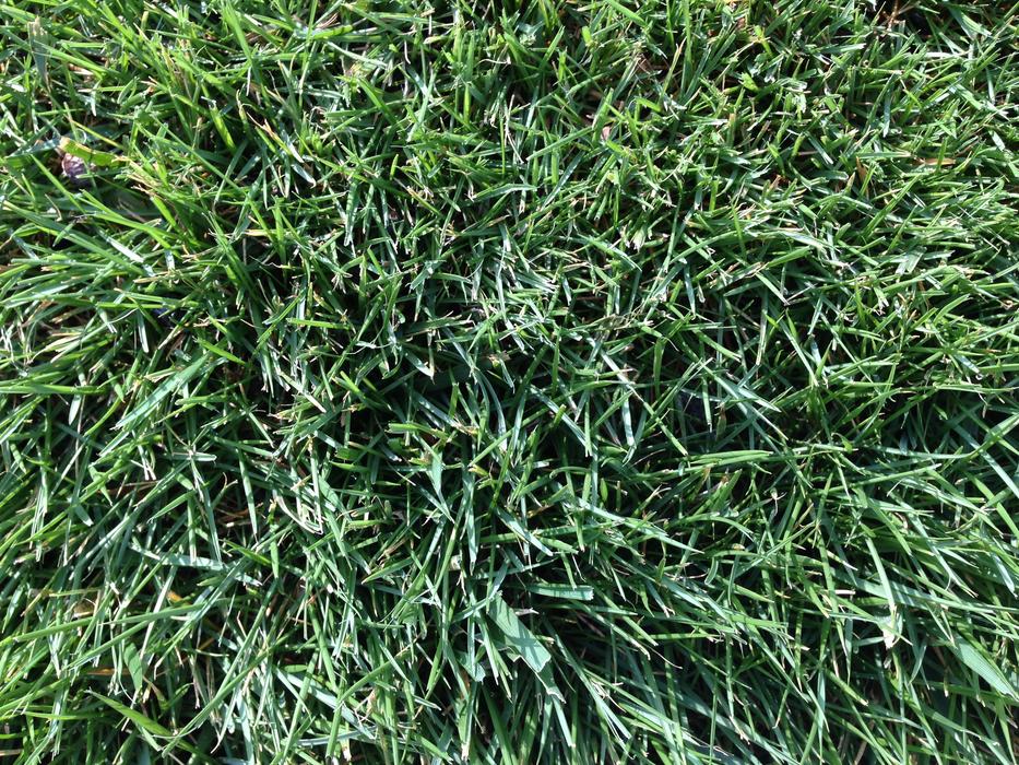 Top view of the beautiful, green grass on the football field