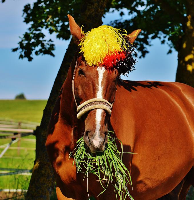horse in the colors of the football world cup