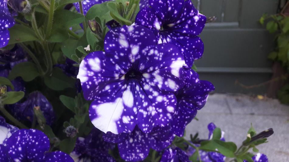 Petunia Night Sky, Plants in bloom