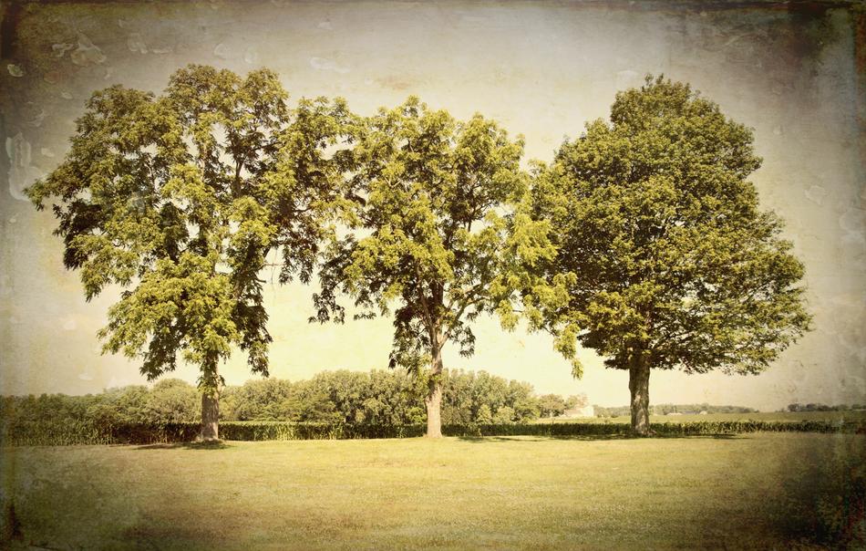 panoramic photo of three green trees