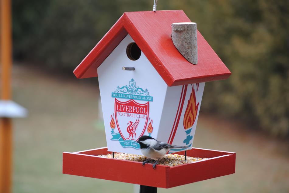 bird feeder with Liverpool football team logo