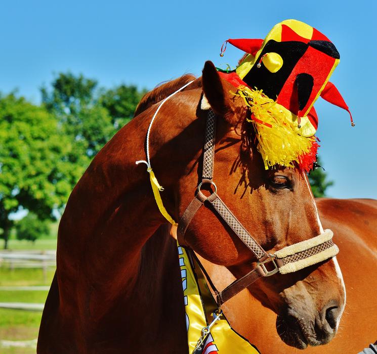 horse in competition