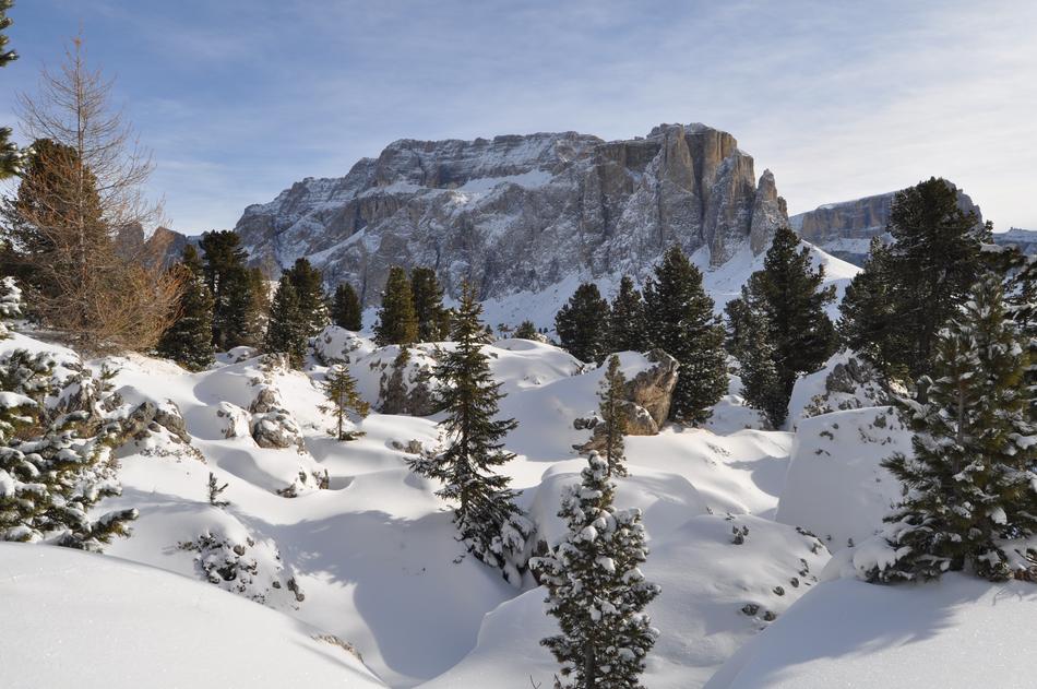 evergreens on top of the snowy alps