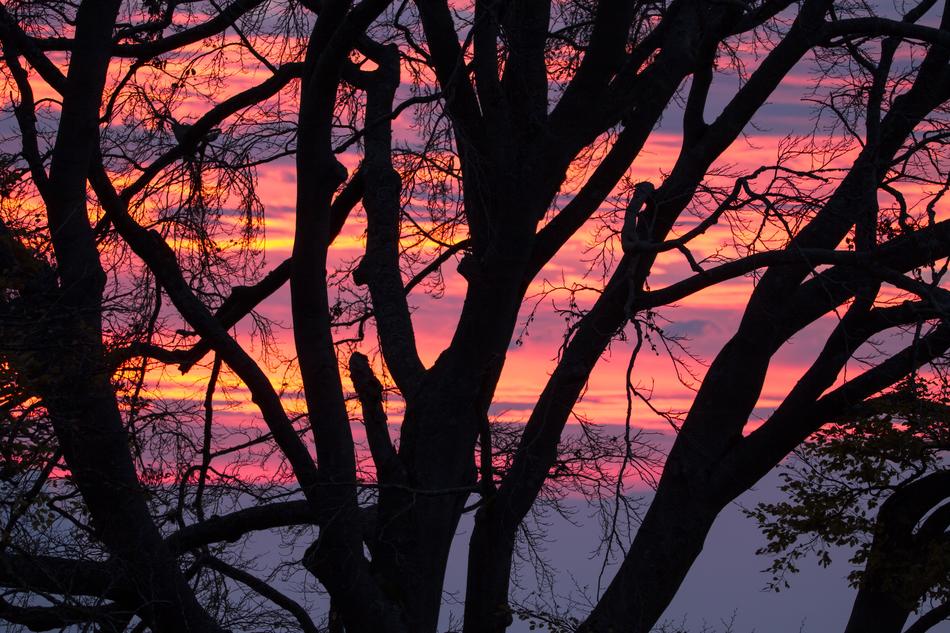 Tree silhouettes, at the beautiful and colorful sunrise in the sky with clouds