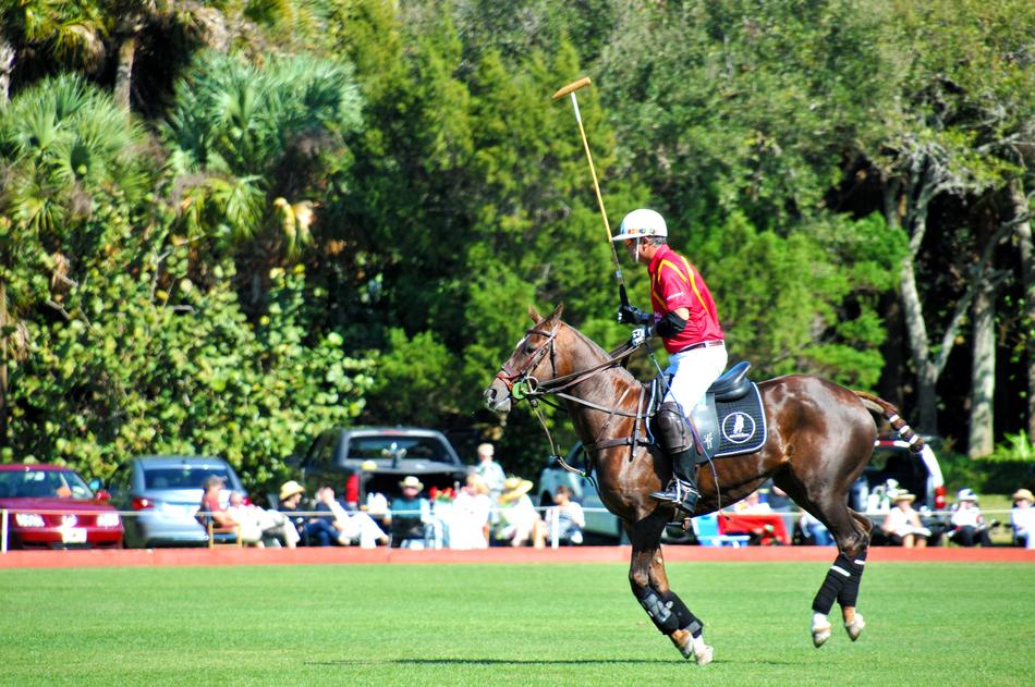 Man, on the horse, playing polo, on the green field
