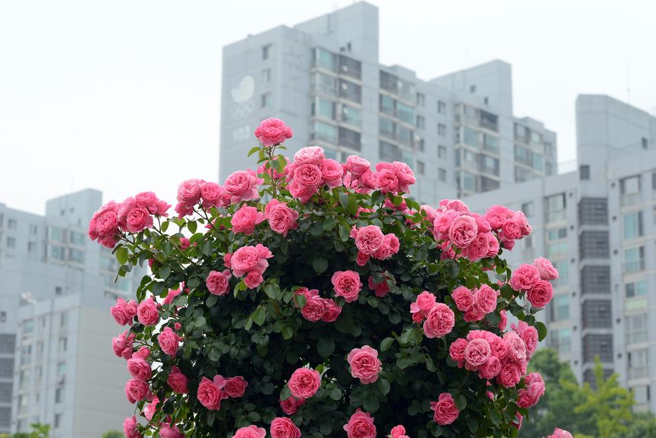 bush of lush pink roses in a cityscape