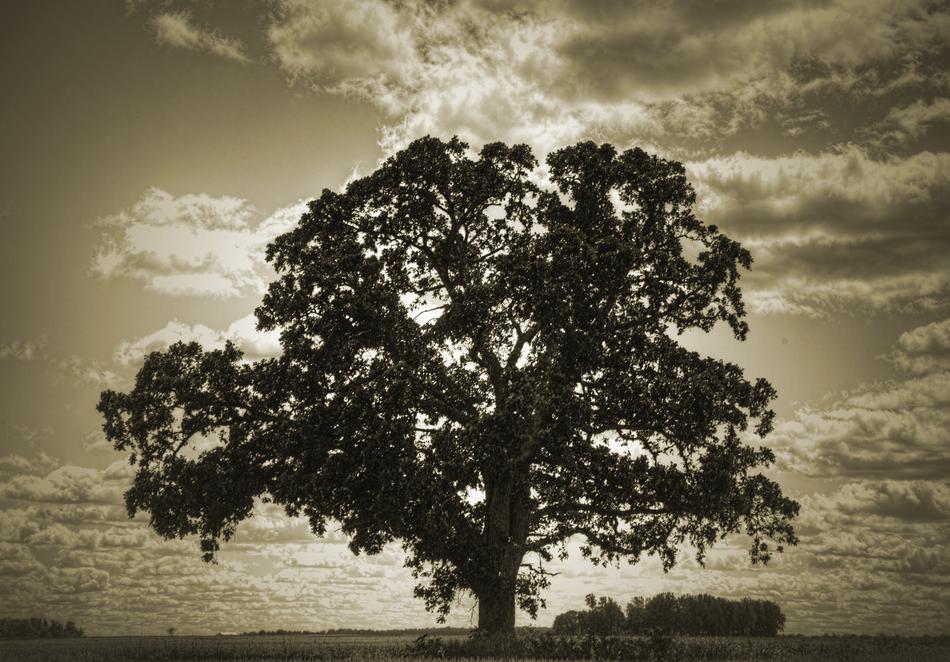 Retro photo of the beautiful trees, in light, under the sky with clouds, on the landscape in Champaign County
