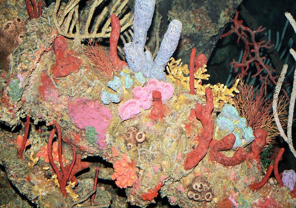 Corals in Nature