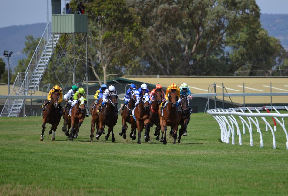 horse racing thoroughbred stallions