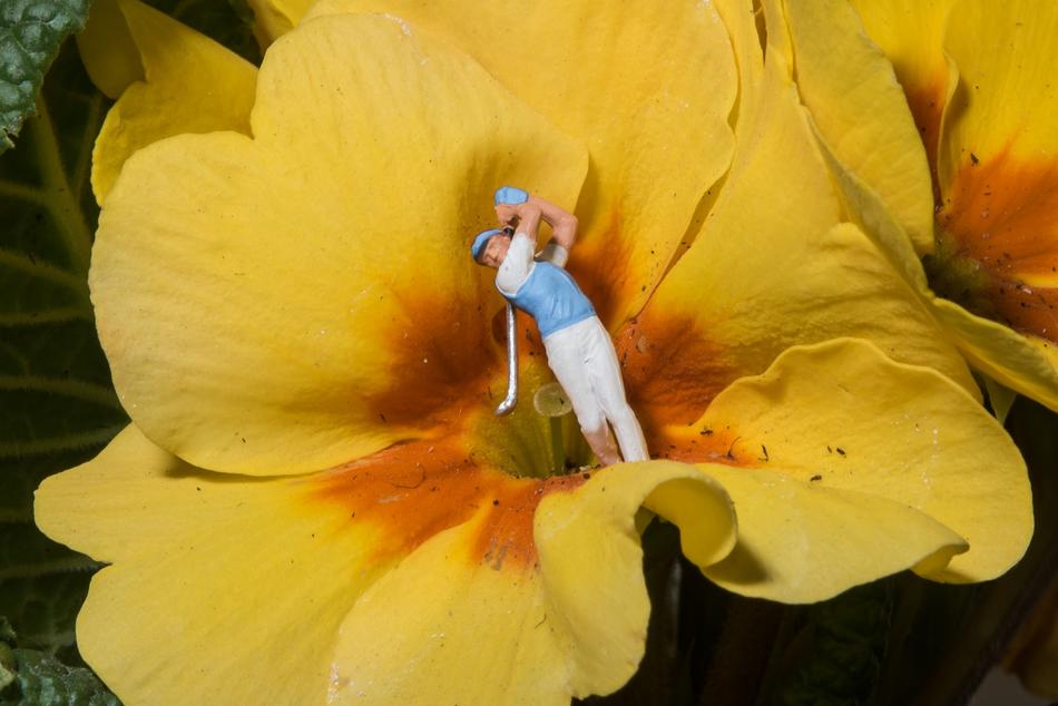 Golf player in the beautiful, yellow and red flower, among the other flowers, in light