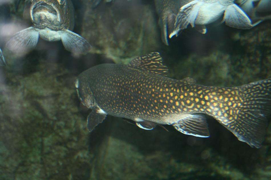 Close-up of the beautiful and colorful, patterned trout fish in the water
