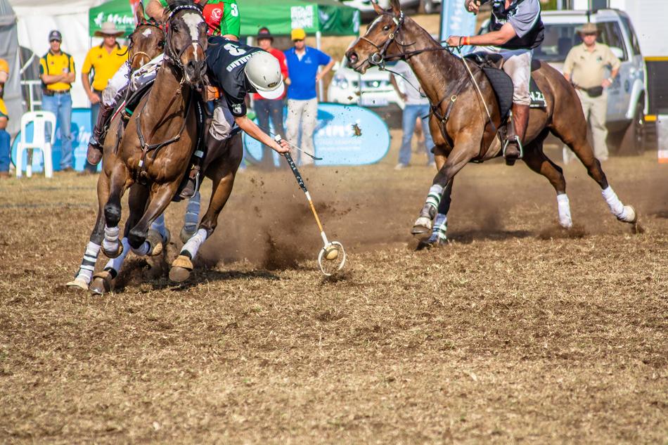 polo on the field on a sunny day