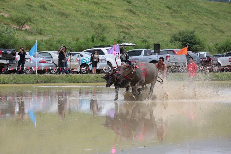 traditional buffalo running festival in Thailand