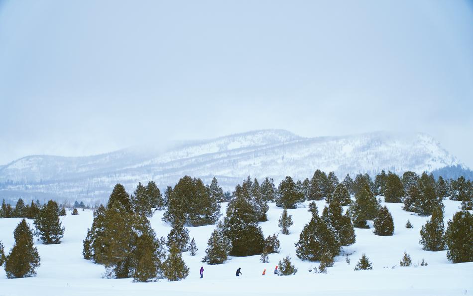 Snow Winter White