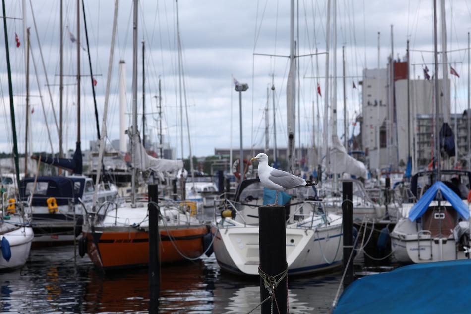 Seagull on Sailing Boats in Port