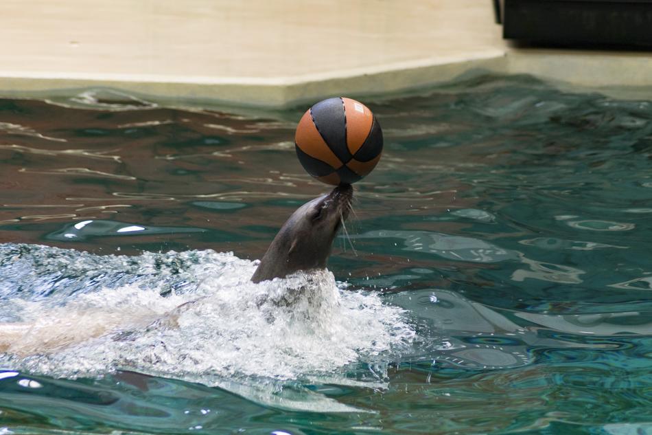 seal with ball in the pool during performance