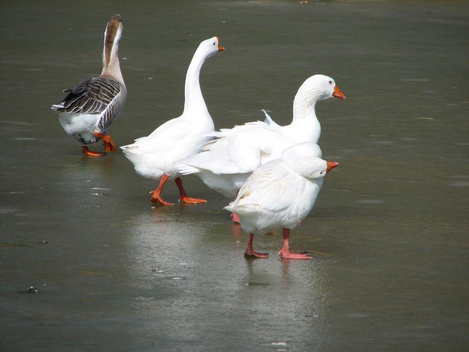 four Geese walking on Ice