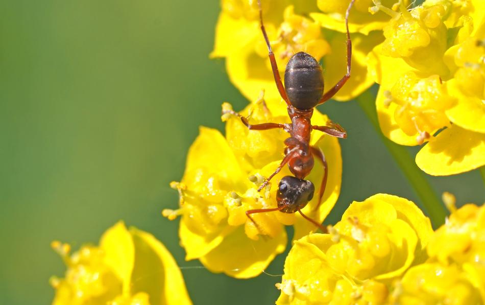 Ant In Morning Breakfast Wood flower