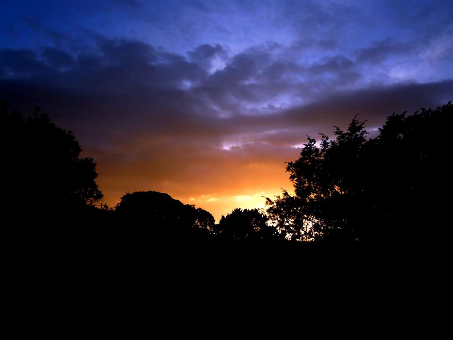 silhouettes of trees against the sky during sunset