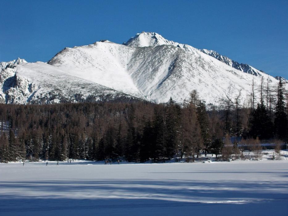 Winter Snow Forests