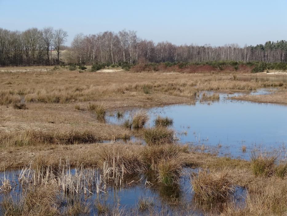 water in the grass in the netherlands