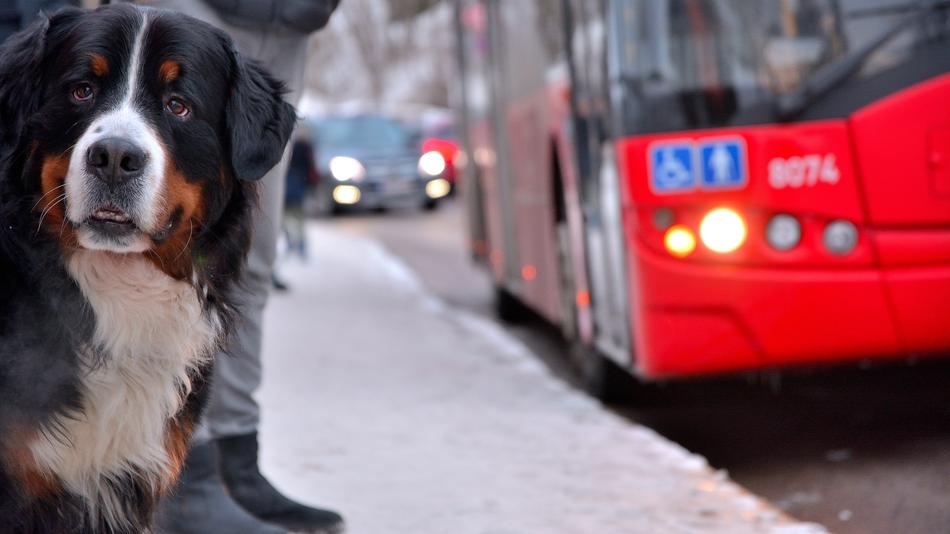 the owner with the dog at the bus stop